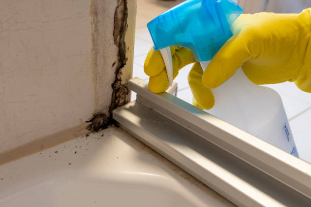 Best Post-Flood Mold Remediation in Lowell, MI