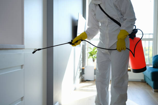Best Attic Mold Remediation in Lowell, MI
