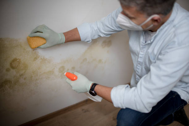 Best White Mold Remediation in Lowell, MI