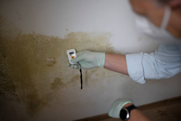 Best Bathroom Mold Remediation in Lowell, MI
