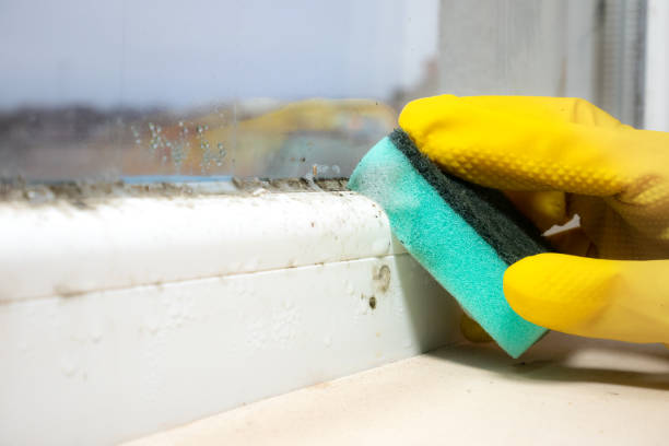 Best Basement Mold Remediation in Lowell, MI