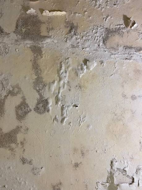 Best Kitchen Mold Remediation in Lowell, MI
