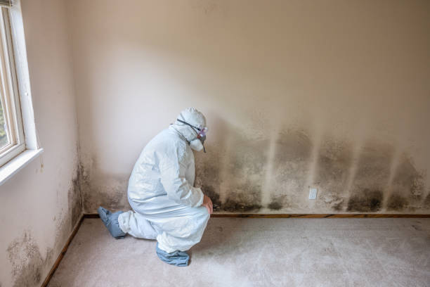 Best White Mold Remediation in Lowell, MI