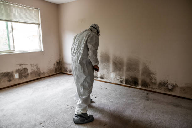 Best Residential Mold Remediation in Lowell, MI