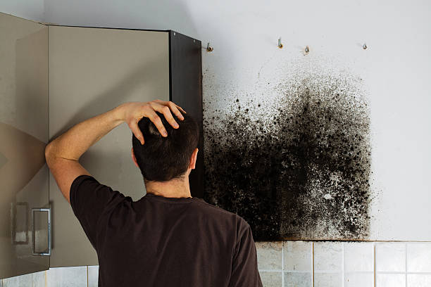 Best Residential Mold Remediation in Lowell, MI