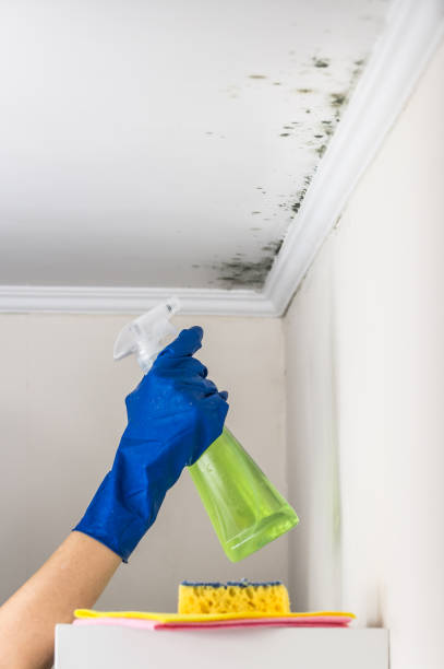 Best Health and Safety Mold Remediation in Lowell, MI
