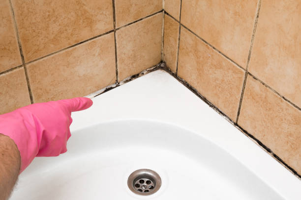 Best HVAC Mold Remediation in Lowell, MI